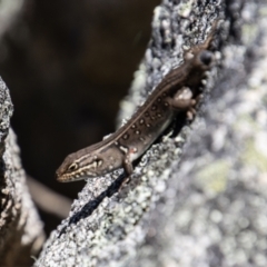 Liopholis whitii (White's Skink) at Namadgi National Park - 29 Dec 2021 by SWishart