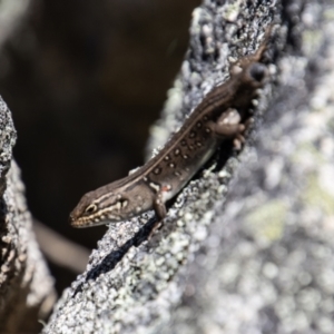 Liopholis whitii at Tennent, ACT - 29 Dec 2021