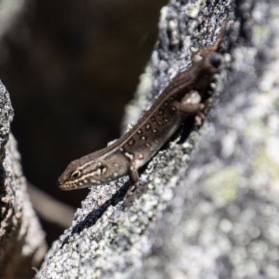 Liopholis whitii (White's Skink) at Namadgi National Park - 29 Dec 2021 by SWishart