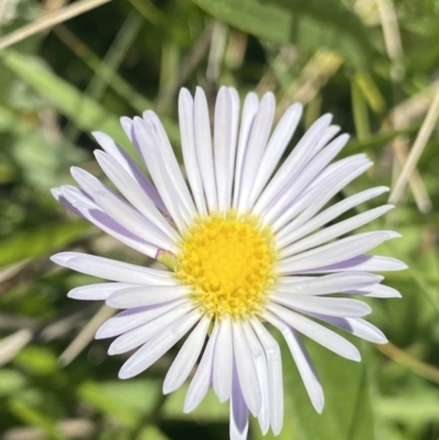 Brachyscome decipiens (Field Daisy) at Cotter River, ACT - 30 Dec 2021 by NedJohnston