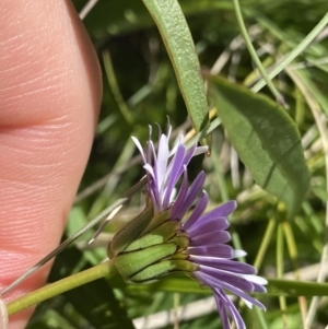 Brachyscome decipiens at Cotter River, ACT - 30 Dec 2021