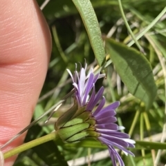 Brachyscome decipiens at Cotter River, ACT - 30 Dec 2021