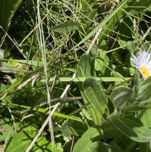 Brachyscome decipiens at Cotter River, ACT - 30 Dec 2021