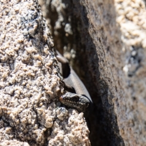 Egernia saxatilis at Tennent, ACT - 29 Dec 2021