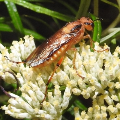 Pseudoperga lewisii (A Sawfly) at McQuoids Hill - 29 Dec 2021 by HelenCross