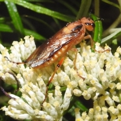 Pseudoperga lewisii (A Sawfly) at Mcquoids Hill - 29 Dec 2021 by HelenCross