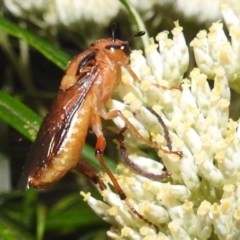 Pseudoperga lewisii at Kambah, ACT - 29 Dec 2021