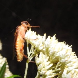 Pseudoperga lewisii at Kambah, ACT - 29 Dec 2021