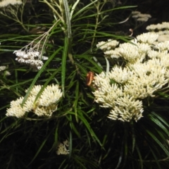 Pseudoperga lewisii at Kambah, ACT - 29 Dec 2021