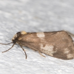 Anestia (genus) (A tiger moth) at Melba, ACT - 24 Oct 2021 by kasiaaus