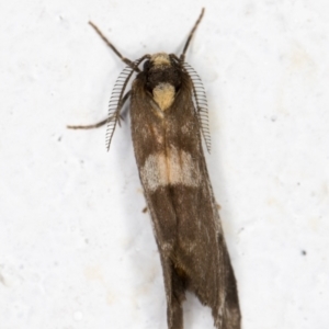 Anestia (genus) at Melba, ACT - 24 Oct 2021