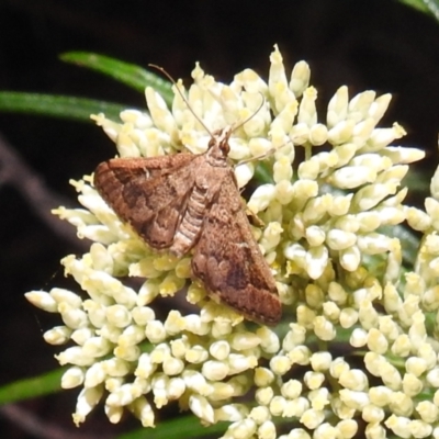 Metasia (genus) (A Crambid moth) at McQuoids Hill - 29 Dec 2021 by HelenCross