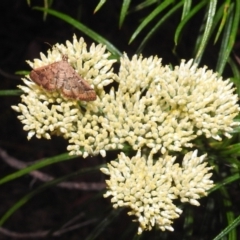 Metasia (genus) at Kambah, ACT - 29 Dec 2021 08:25 PM