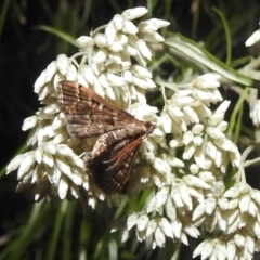 Nacoleia rhoeoalis (Spilomelinae) at Kambah, ACT - 29 Dec 2021 by HelenCross