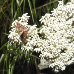 Nacoleia rhoeoalis at Kambah, ACT - 29 Dec 2021