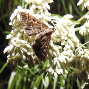 Nacoleia rhoeoalis at Kambah, ACT - 29 Dec 2021