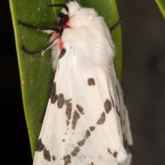 Ardices canescens (Dark-spotted Tiger Moth) at Melba, ACT - 25 Oct 2021 by kasiaaus