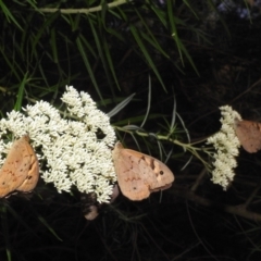 Heteronympha merope at Kambah, ACT - 29 Dec 2021 08:28 PM