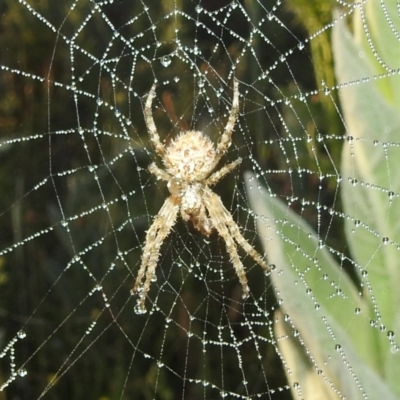 Backobourkia sp. (genus) (An orb weaver) at Namadgi National Park - 29 Dec 2021 by HelenCross