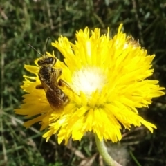 Lasioglossum (Chilalictus) sp. (genus & subgenus) at Molonglo Valley, ACT - 30 Dec 2021 11:15 AM