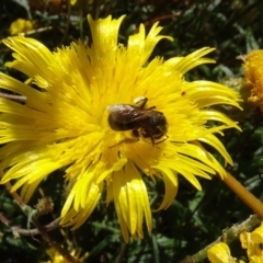 Lasioglossum (Chilalictus) sp. (genus & subgenus) at Molonglo Valley, ACT - 30 Dec 2021