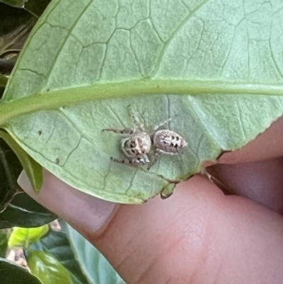 Opisthoncus sp. (genus) (Opisthoncus jumping spider) at Kambah, ACT - 30 Dec 2021 by FeralGhostbat