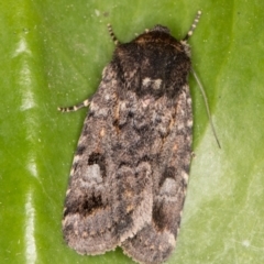 Thoracolopha verecunda (A Noctuid moth (Acronictinae)) at Melba, ACT - 25 Oct 2021 by kasiaaus