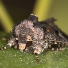 Thoracolopha verecunda at Melba, ACT - 25 Oct 2021