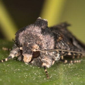 Thoracolopha verecunda at Melba, ACT - 25 Oct 2021