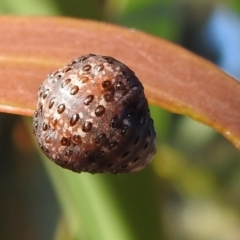 Chrysomelidae sp. (family) (Unidentified Leaf Beetle) at Rendezvous Creek, ACT - 29 Dec 2021 by HelenCross