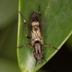 Ectinorhynchus sp. (genus) (A Stiletto Fly) at Melba, ACT - 25 Oct 2021 by kasiaaus