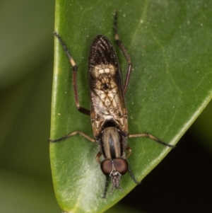 Ectinorhynchus sp. (genus) at Melba, ACT - 25 Oct 2021