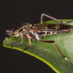 Ectinorhynchus sp. (genus) at Melba, ACT - 25 Oct 2021