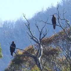 Aquila audax (Wedge-tailed Eagle) at Rendezvous Creek, ACT - 29 Dec 2021 by HelenCross