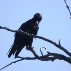 Aquila audax at Rendezvous Creek, ACT - 30 Dec 2021