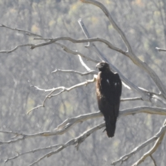 Aquila audax at Rendezvous Creek, ACT - 30 Dec 2021 08:31 AM