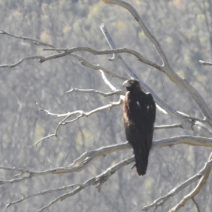 Aquila audax at Rendezvous Creek, ACT - 30 Dec 2021