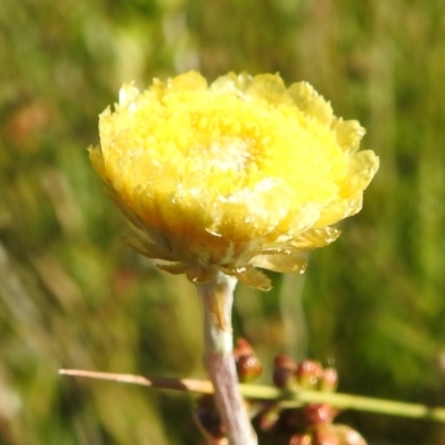 Coronidium sp. at Rendezvous Creek, ACT - 30 Dec 2021 by HelenCross