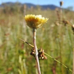 Coronidium sp. at Rendezvous Creek, ACT - 30 Dec 2021 08:49 AM