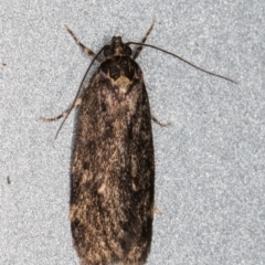 Barea codrella (A concealer moth) at Melba, ACT - 25 Oct 2021 by kasiaaus