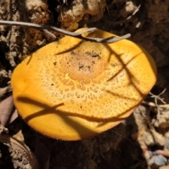 Unidentified Cap on a stem; gills below cap [mushrooms or mushroom-like] at Ulladulla Wildflower Reserve - 30 Dec 2021 by tpreston