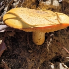 Gymnopilus sp. at Ulladulla, NSW - 30 Dec 2021