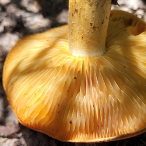 Gymnopilus sp. at Ulladulla, NSW - 30 Dec 2021