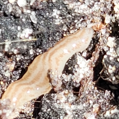 Fletchamia quinquelineata (Five-striped flatworm) at Ulladulla Wildflower Reserve - 30 Dec 2021 by trevorpreston