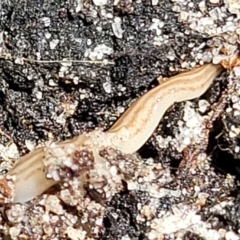 Fletchamia quinquelineata at Ulladulla, NSW - 30 Dec 2021