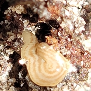 Fletchamia quinquelineata at Ulladulla, NSW - 30 Dec 2021