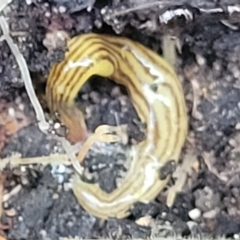 Fletchamia quinquelineata (Five-striped flatworm) at Ulladulla Wildflower Reserve - 30 Dec 2021 by trevorpreston