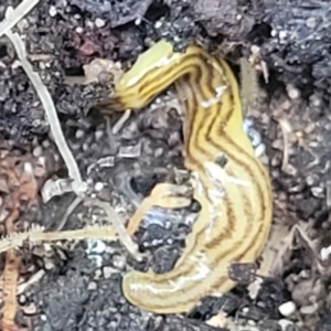 Fletchamia quinquelineata at Ulladulla, NSW - 30 Dec 2021