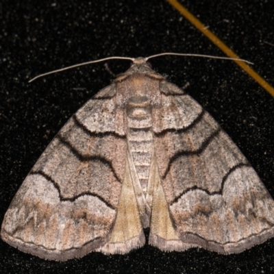 Dysbatus undescribed species (A Line-moth) at Melba, ACT - 25 Oct 2021 by kasiaaus