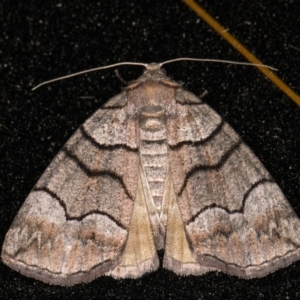 Dysbatus undescribed species at Melba, ACT - 25 Oct 2021